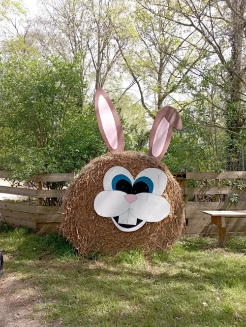 Photo lapin